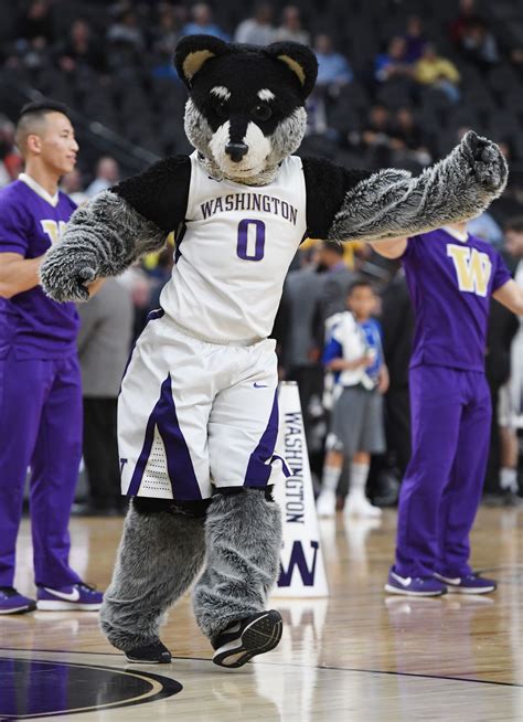 Husky basketball - Jan 30, 2024 · Starting next season, the Big Ten, which is adding Washington, Oregon, UCLA and USC to comprise an 18-team conference, will send just 15 teams to its men’s and women’s basketball tournaments ...